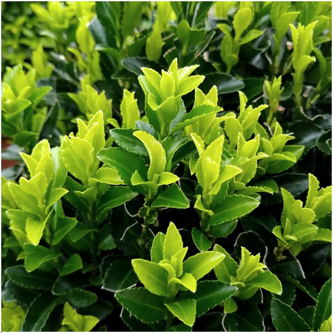 Euonymus 'Green Spire' | 72 piante - 15cm - Ø7cm