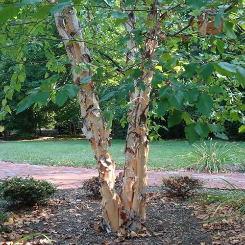 River Birch Tree Multi Stem Clump Tree 12 To 16 Inc Tall In Quart Pot No Ship Ca Fruit Plant Ornaments Perennial Garden Simple To Grow Pot #TOP3