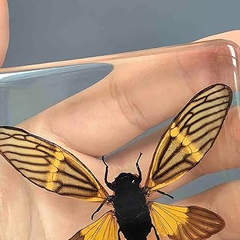 極美品【1点物】セミエビ 乾燥標本 色彩保存標本 関節可動 極美品【1点物】セミエビ 乾燥標本 色彩保存標本 関節可動