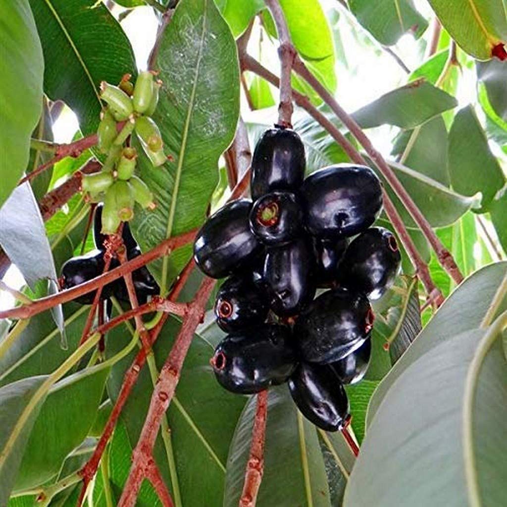 Creative Farmer Fruit Live Plant High Yield Hybrid Rare Tropical - (Jambolan/Java Plum/Black Plum/Jamun) Njaval Dwarf Plants For Home Garden Easy To Maintain Ornamental (1 Live Fruit Plant) (B08P5TWHF1) Amazon Price History, Amazon Price Tracker