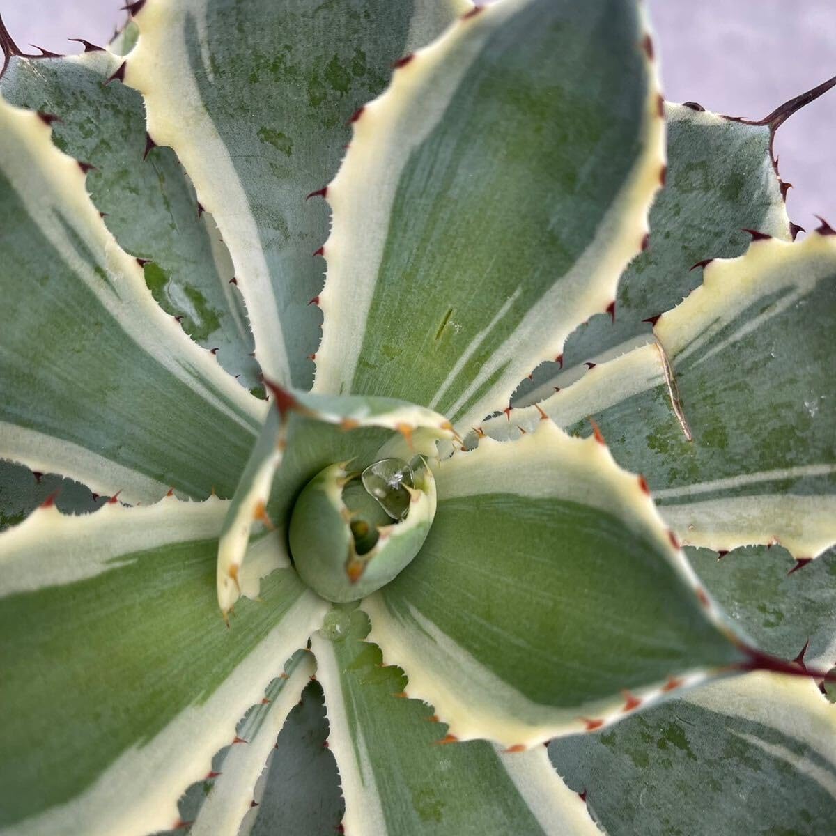 Amazon｜多肉植物 アガベ 吉祥館錦 キッショウカンAgave 6号