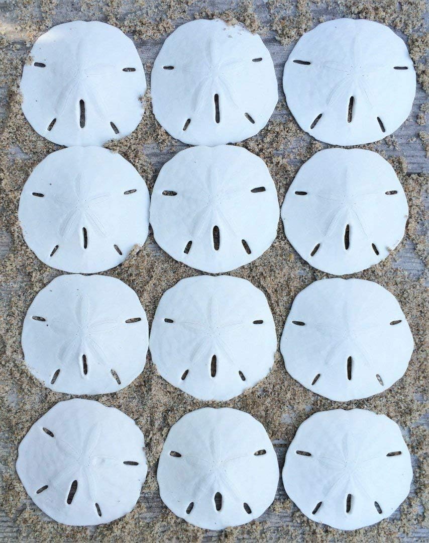 Real Sand Dollars 3" to 3.5" (12 Pack) โ Sand Dollar Wall Art & Ornament Set โ Beach Wedding Decor โ Nautical Party Table Decor โ Mini Shells for Crafts โ Coastal Gifts