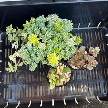 多肉植物❤️フロリディティール ❤️1頭12cm!拔き苗！三年生！セダム  おまけ 多肉植物【韓国苗】フロリディティール 多肉植物 Dia Lily 通販