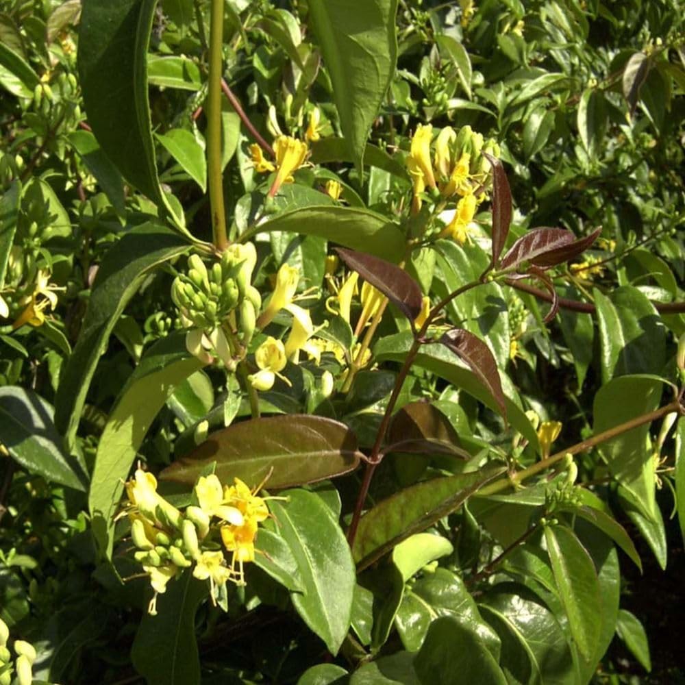 Honeysuckle ‘Copper Beauty’ Evergreen Climbing Vine – Twining Garden Climber with Coppery Foliage, Yellow Flowers & Bird-Friendly Berries – Hardy, Easy to Grow 9cm Pot x1 by Thompson & Morgan