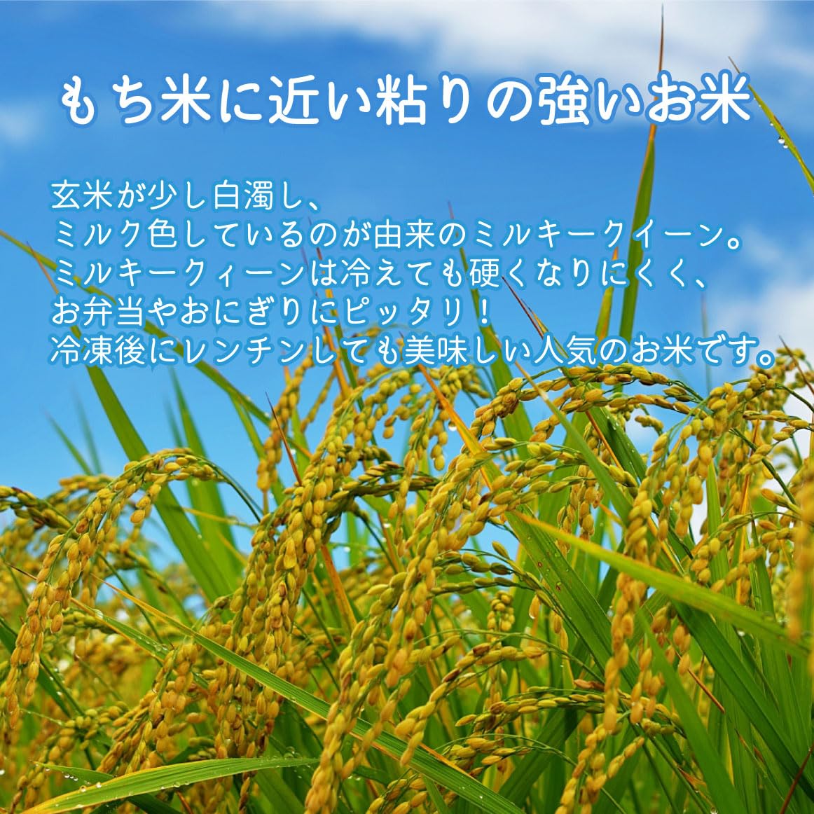 Amazon.co.jp: ミルキークイーン【 2kg 】新米 精米 石川県産 令和7年