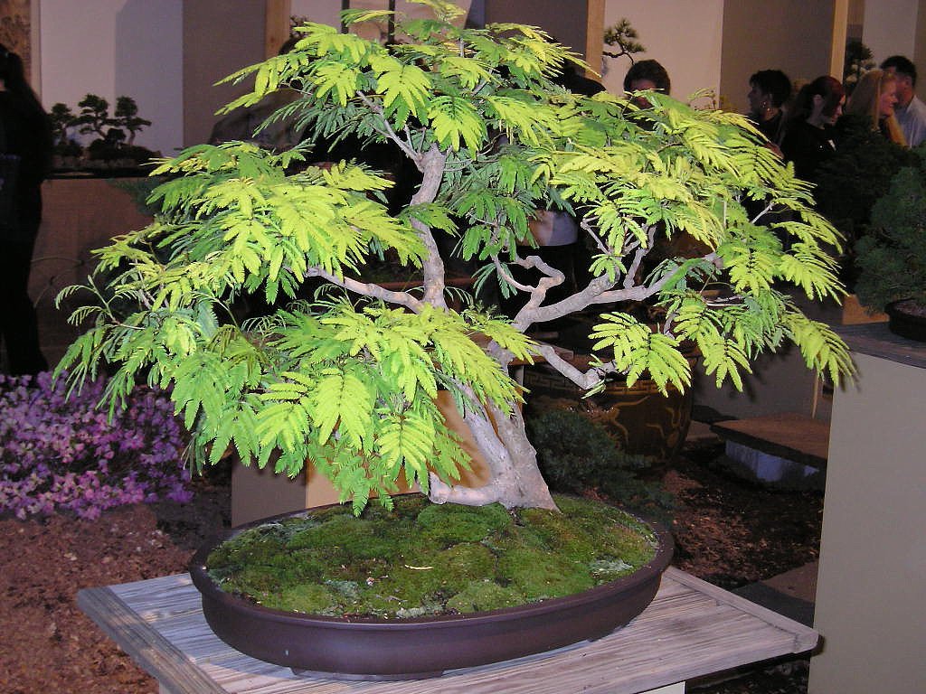 creolen bambus Silberne Bambus-Creolen