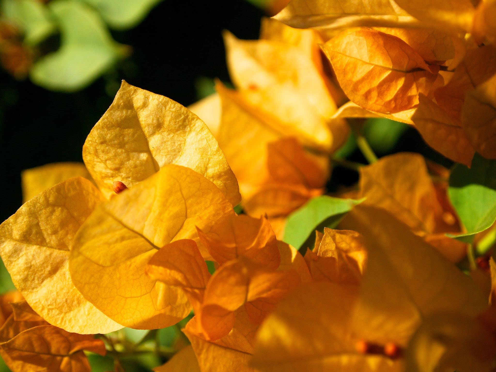 Beautiful Bougainvillea Flower (Yellow) Kagoj Ful Live Plant Original Variety (B0BKGJLQPR) Amazon Price History, Amazon Price Tracker