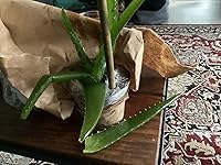 Review Image by Mercy Mercy