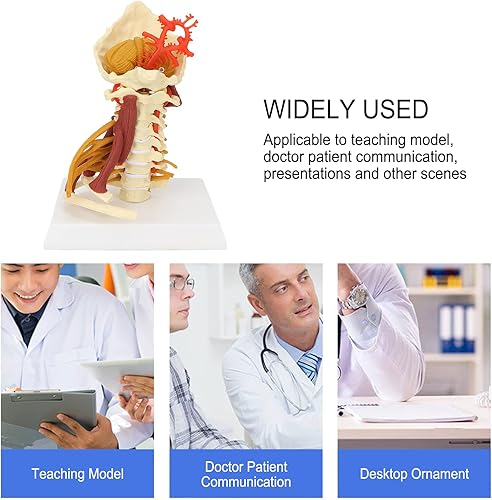 Miniatura 3 de Modelo de columna cervical, modelo de nervios espinales humanos extraíbles, para médico, paciente, comunicación, ciencias, aula, estudio,