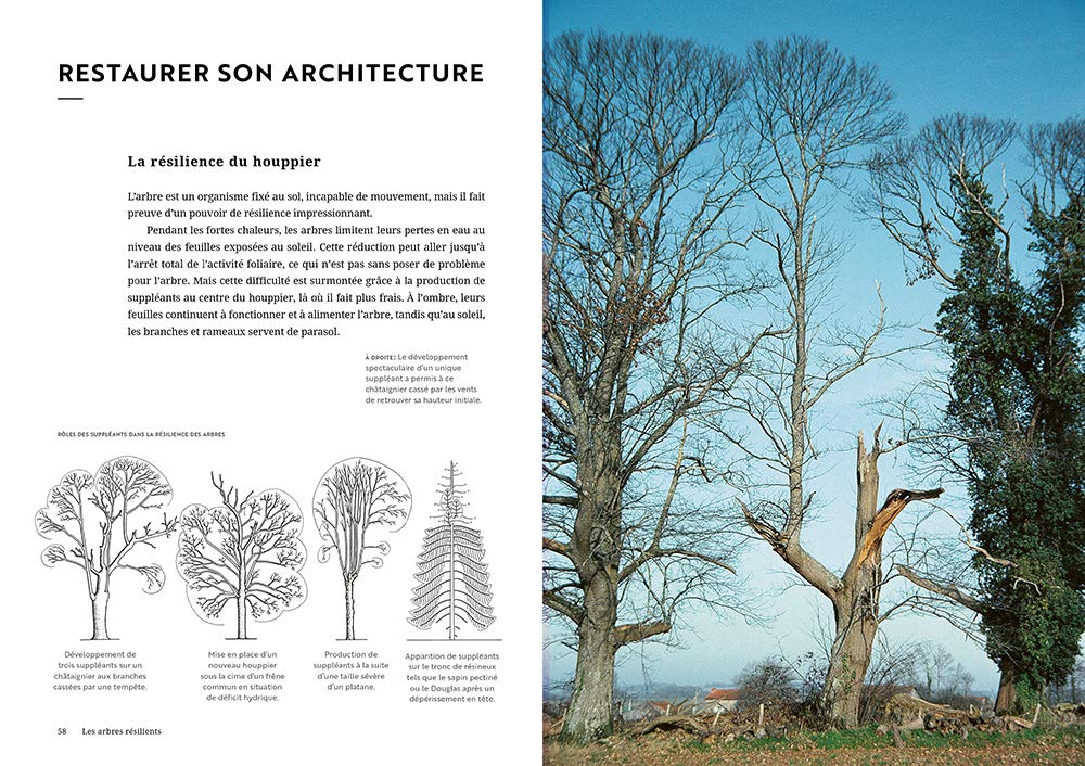 Face aux arbres: Apprendre à les observer pour les comprendre