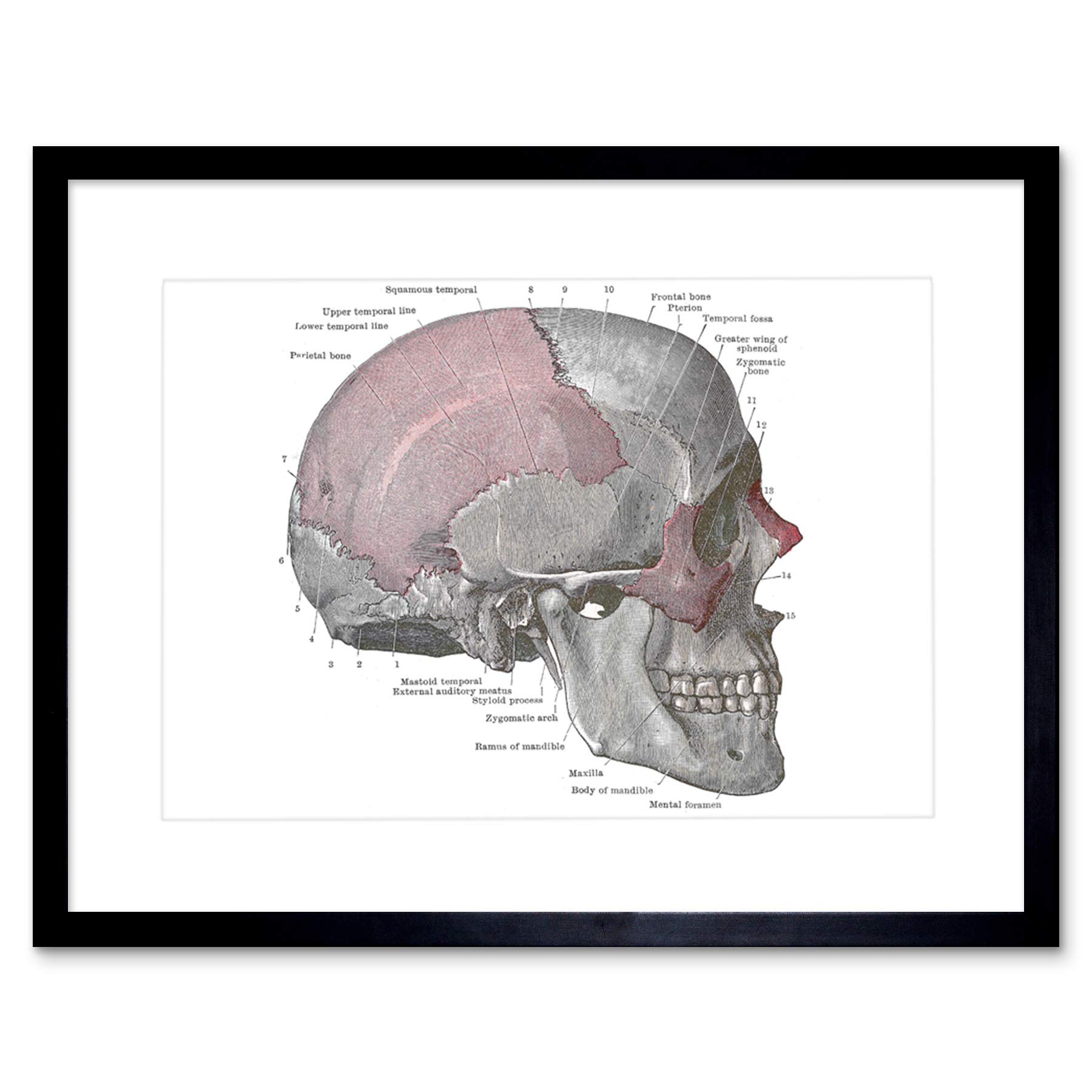 Wee Blue Coo PAINTING DRAWING DIAGRAM HUMAN SKULL ANATOMY BONE FRAMED ART PRINT B12X13573