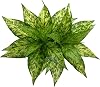 Artificial Agave Fake Plants, Faux Shrubs Grass Bushes Plant Plastic Flowers for Wedding Party Office Indoor Outdoor Room Yard Garden Greenery Leaves Decor Planter Filler Decoration Yellow 2 Pack
