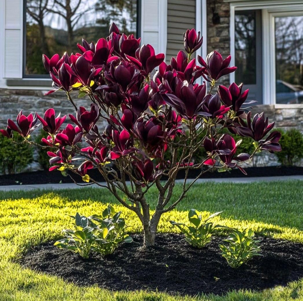 SVG® Magnolia Imported Double Flower Bulbs for Your Home and Gardening pack of 2 bulbs (MEGENTA)-image-27