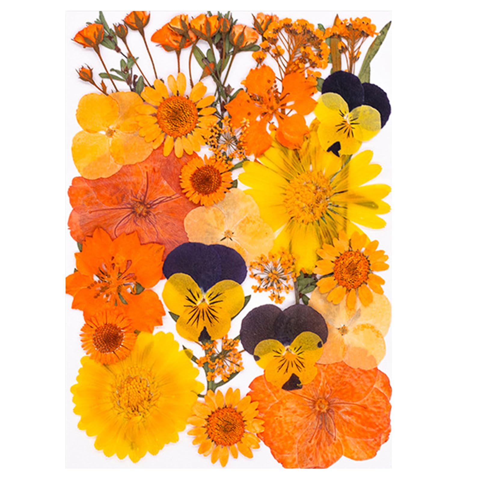 Jazuaiao 30 Pressed Plant Specimens for Home Decoration Greeting Cards Framed Art Projects Preserved Flower Home Decoration