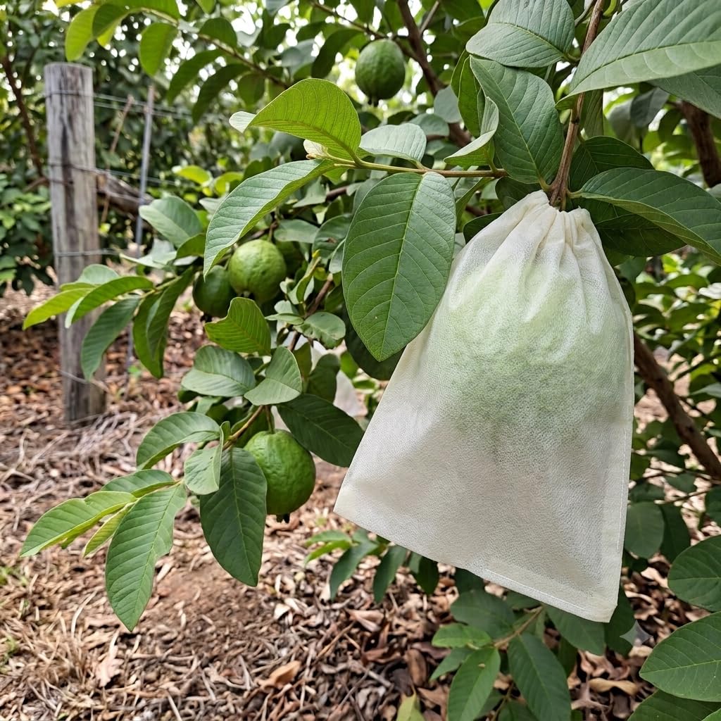 Non Woven Guava Fruit Cover Bags, UV Fabric, Fruit Growth Bag,Plant Protection Covers, Pack of 2000-picture-13