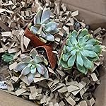 Review Image by Jacob Yoo Jacob Yoo