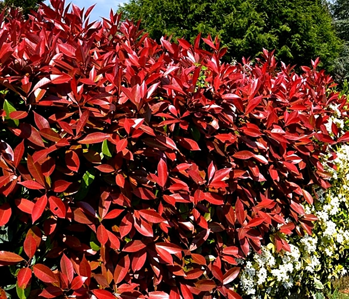 ¡¡¡ 10 Plantas !!! natural 20-30 cm, Planta natural Photinia Red Robin, fotinea, potinia. Para setos, bordes o como elemento focal en el jardín. Segura Garden.