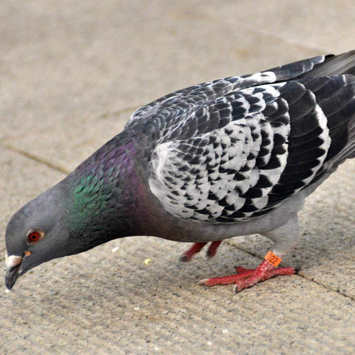 100 anillas coloridas for loros, palomas y gallinas: anillos de fácil apertura for identificar aves.