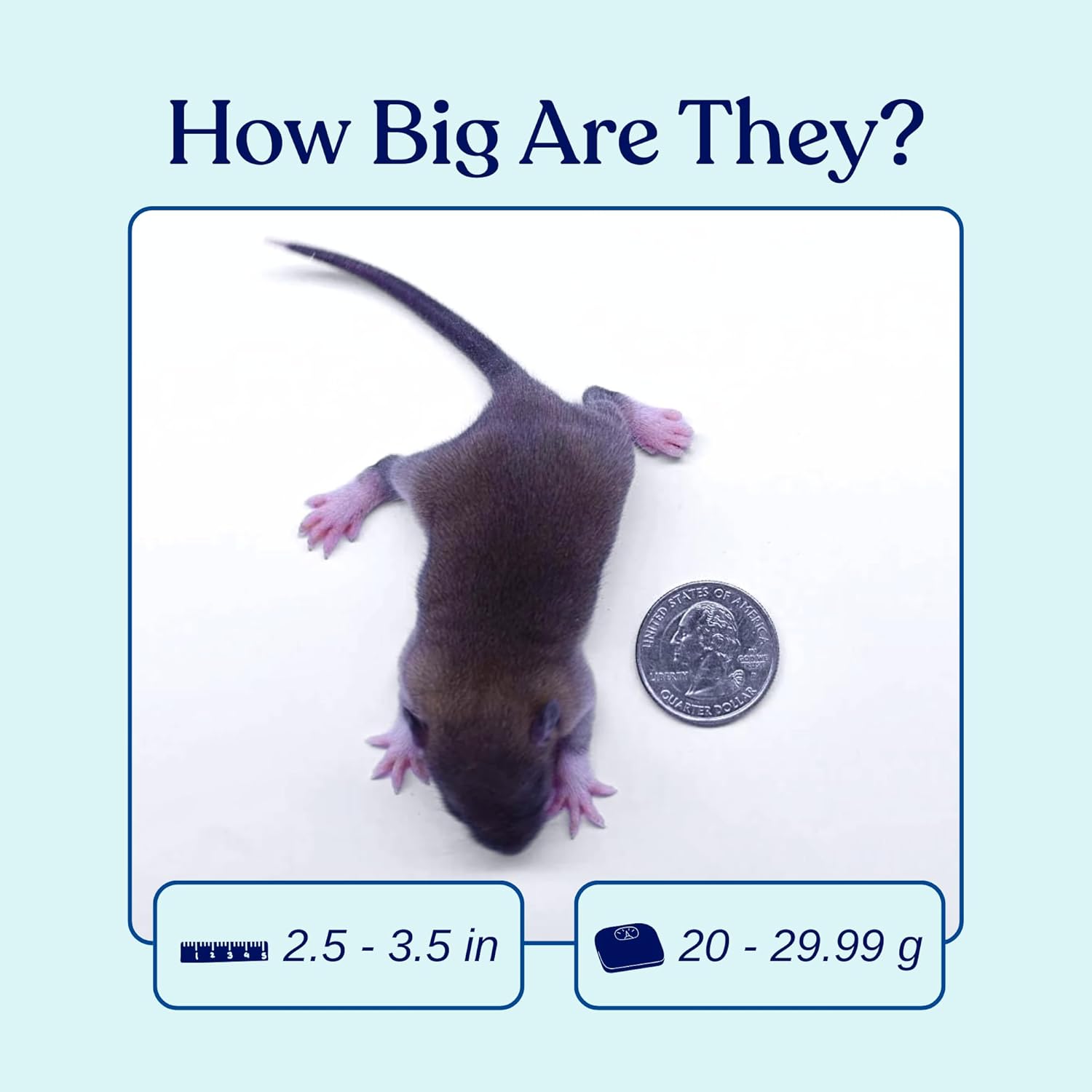 MiceDirect Frozen Rat Pups Snake Food - Frozen Rats For Snakes Like Adult Corn Snakes, Juvenile & Adult Ball Pythons, Sub-Adult Red Tail Boas, Monitor, Lizards, Birds of Prey - 2.5-3.5 in (5 Count)