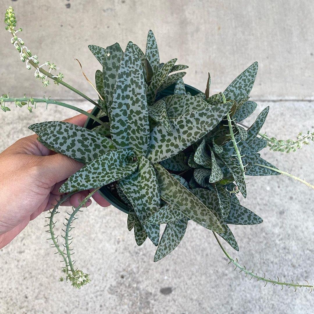 little jungle Leopard squill - Healthy Live Plants with White Pots, Air Purifying Plant, Indoor Plants with pots for home