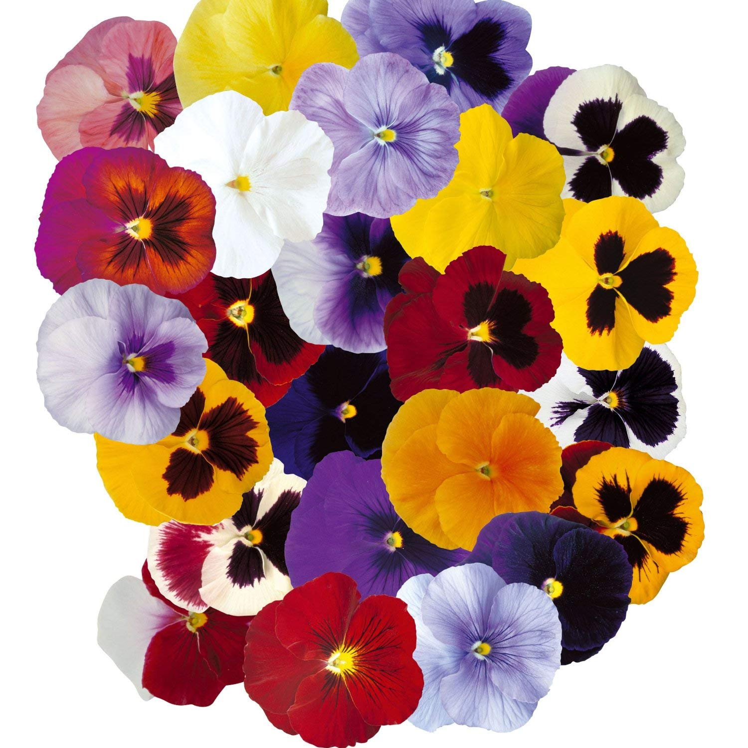 Seeds Flower Seeds Pansy special mix Color 40+seeds (B075FB9XY5) Amazon Price History, Amazon Price Tracker