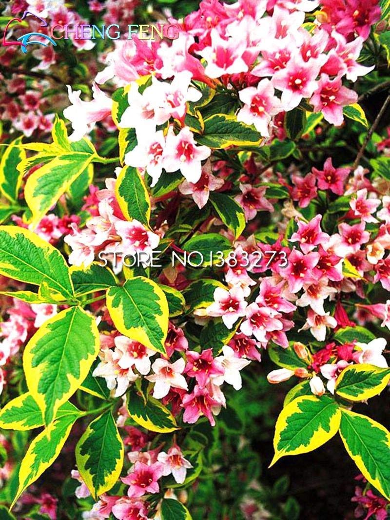 Hot! 20 Colori 300 Hydrangea Semi/Sacchetto Semi di Hydrangea Fiori in Vaso Gerani Balcone Hydrangea Pianta Semi Coperto
