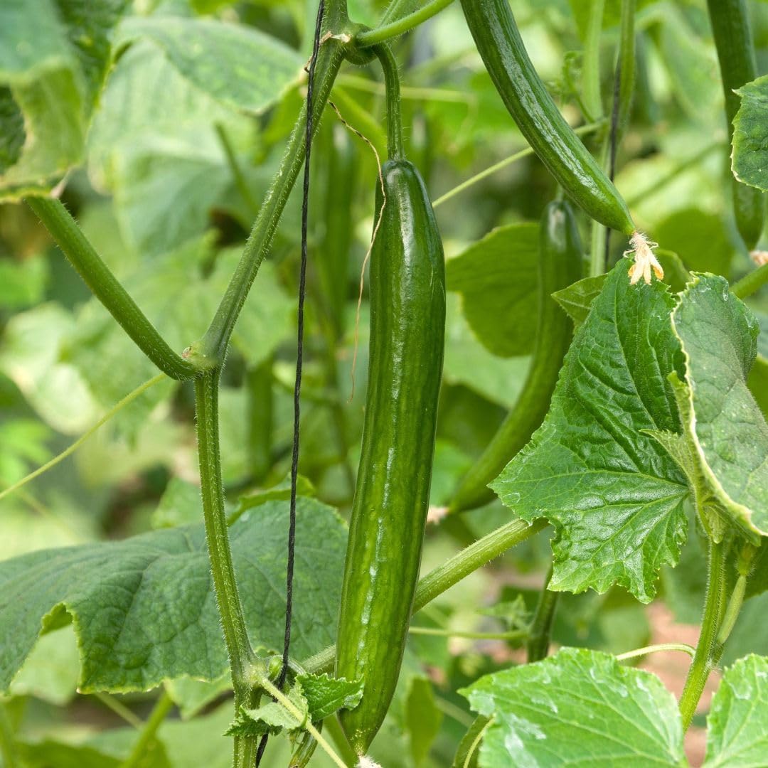 PREMIER SEEDS DIRECT - Cucumber - Telegraph - 40 Finest Seeds (Greenhouse)