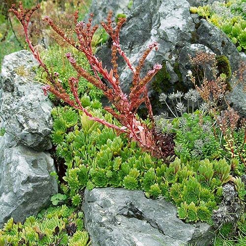 Outsidepride Sempervivum Tectorum Houseleek - Semillas de plantas perennes tolerantes a la sequía - 250 semillas