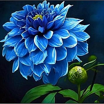Dahlia Bulbs for Planting,Dahlia Tubers UK,Flowering Rhizome, Dahlia Bulbs Mix,Excellent Display Indoor Perennial Balcony Garden Bulbs-2bulbs-E