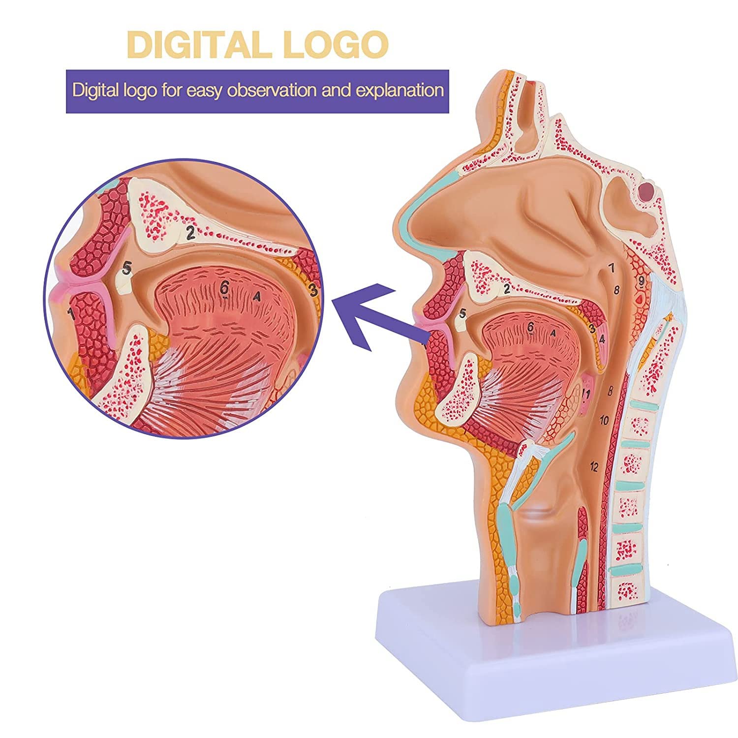 ModèLe D'Anatomie de la Gorge de la Cavité Nasale ModèLe Anatomique Humain Pharynx Larynx pour les éTudiants éTudient L'Enseignement de L'Affichage