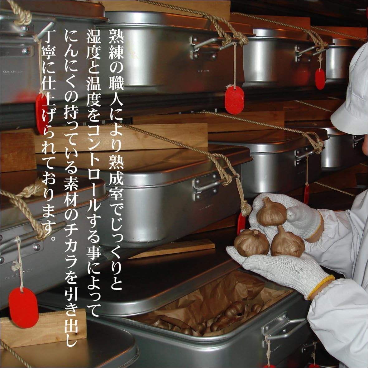 熟成 黒にんにく （ 青森県産) 500ｇ ほぐし パック入り 国産 【直径】 福地ホワイト六片