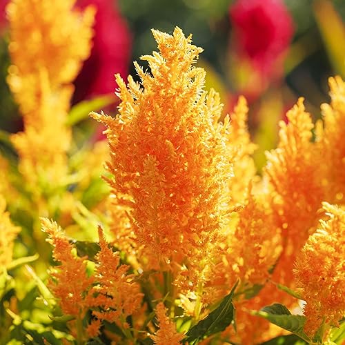 Miniatura 3 de Celosia Seeds - Plume de pampa mixta - Paquete - Semillas de flores mixtas, semillas de reliquia atrae abejas, atrae mariposas, atrae colibríes,