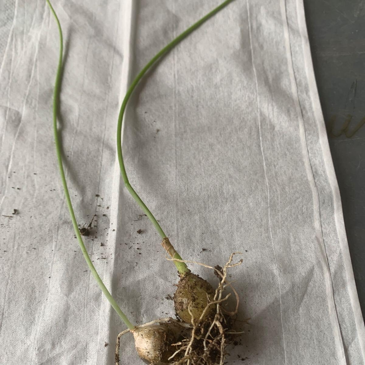 【お問合せ・確認用】植物全般（多肉、球根、水草、熱帯植物等） 趣味の園芸』2025年10月号の紹介～今年こそ、球根の達人になる