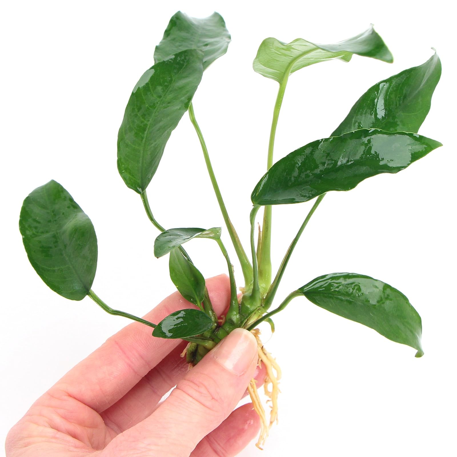 K2AQUA Anubias Short and Sharp Live Aquarium Plant Low Maintenance Hardy Freshwater Aquascaping Dark Green Longer Leaves Perfect for Foreground and Midground Planted Fish Tanks