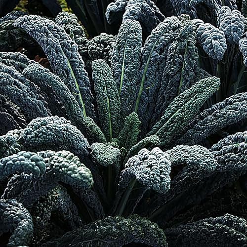Miniatura 2 de Black Magic Dinosaur Kale Seeds - Hojas de 2 pies de largo