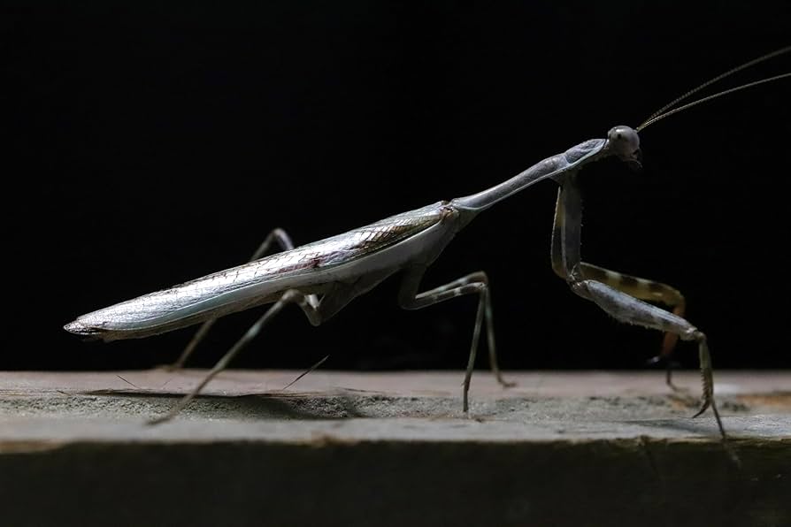 Amazon.co.jp: シリアゲカマキリ Parasphendale sp カマキリ