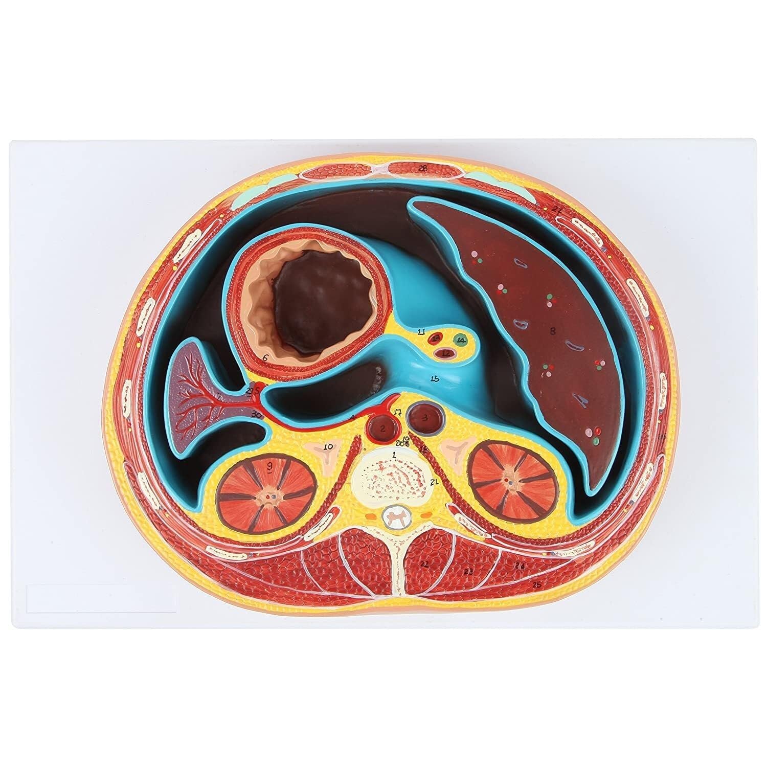 HEQIM Abdominal Cross-Section Lumbar vertebrae Human Thorax Model, Human Anatomy Model, Thoracic Cross-Section Model Urinary System Teaching Anatomy Model