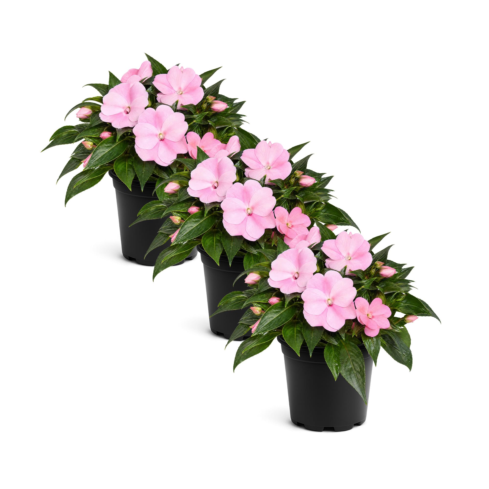 Live Flowering New Guinea Impatiens - Shades of Pink (3 Plants Per Pack) - Beautiful Shade Flowers - 12 Tall by 5 Wide in 1 Qt Pot