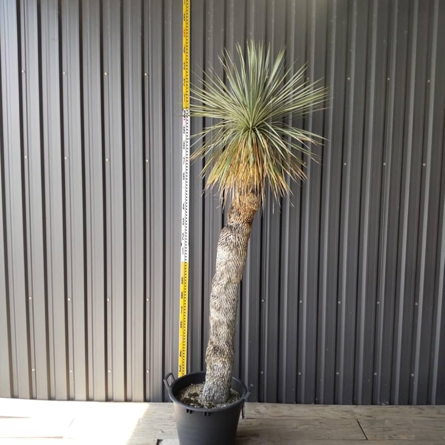 ユッカ 約2メートル ユッカ 2m超え