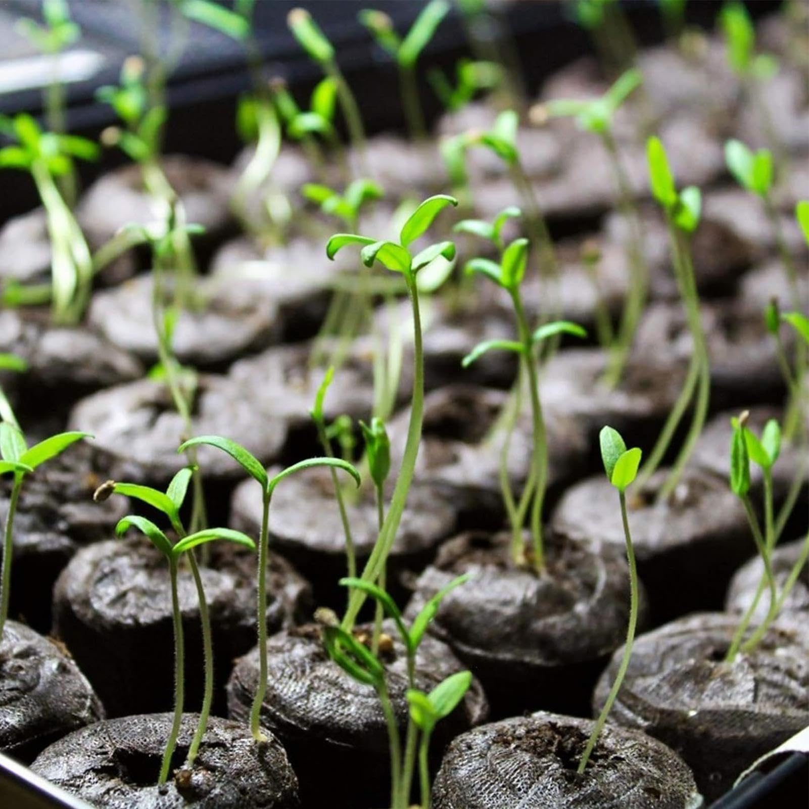 Pellets de suelo para inicio de plantas, vainas de turba - 50 Uds. De bolitas de tierra comprimidas para iniciar plantas,Suelo de jardín para plantas de inicio a granel, compacto y conveniente, para c