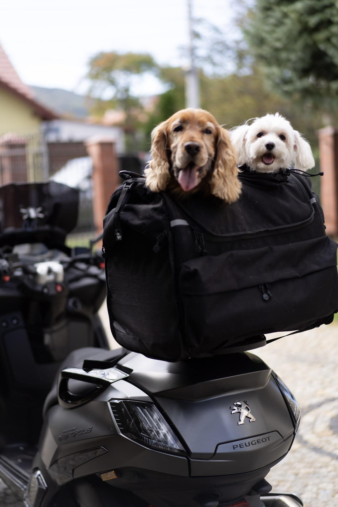 Pet Bag - Bolsa para moto para perros (2-36 kg), impermeable, portátil, con triple ventilación, para equipaje o asiento, de Cordura (doble)