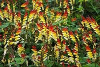 Vista 5 de Semillas Petardo Vid Mina Lobata Quamoclit Flores Anuales