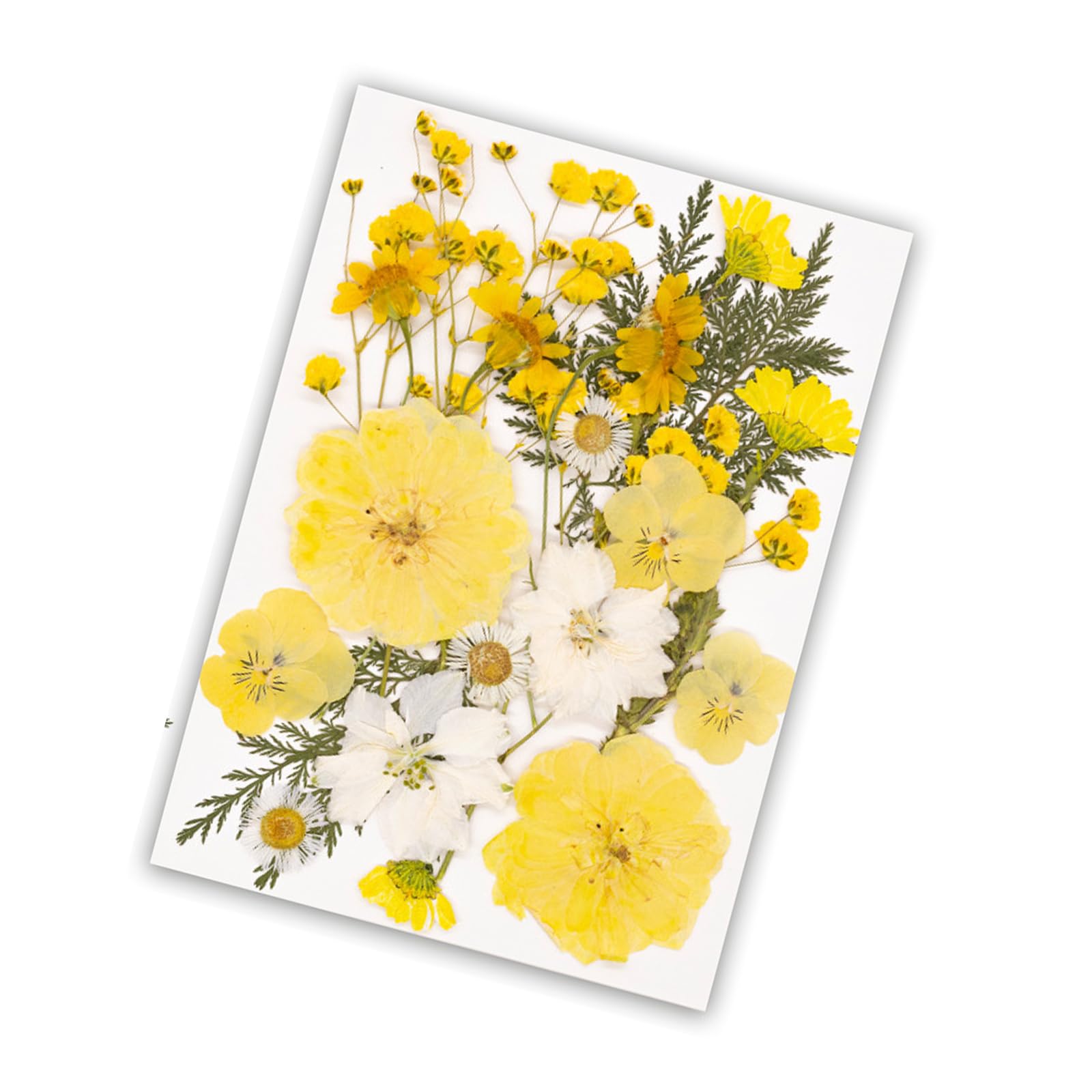 Carotoe C Arotoe Premium Pressed Flower Supplies Raft Art Projects Pressed Flower Art Supplies Festival Homes Decors Enhancement Materials For Raft
