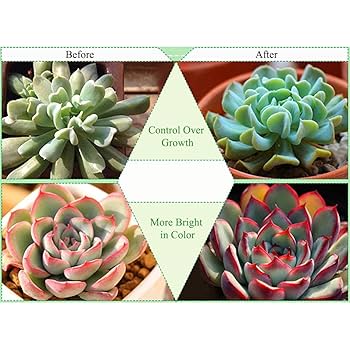 植物育成用LED蛍光灯 100本　 AGROS/P 約120cm 22W 中古 植物育成用LED蛍光灯 100本 AGROS/P 約120cm 22W 中古 - メルカリ