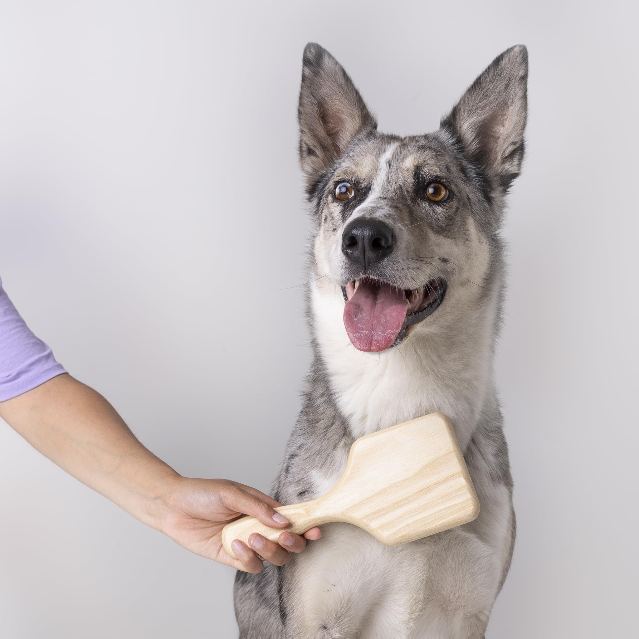 WIDU - Bürste für Hunde und Katzen, Ideal für Kurzhaarige Mittelgroße und Große Tiere, Professionelle Karde aus Eschenholz, Made in Italy - 21,5 x 9,4 cm, mit 14 mm Langen Zähnen und 60° Neigung
