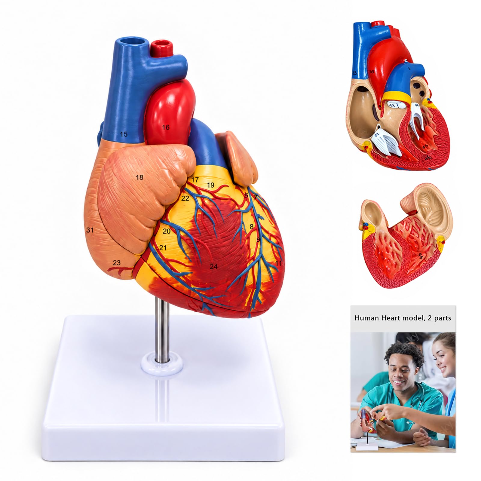 breesky Life Size Human Heart Model, Anatomically Accurate 2-PartMedical Model with 48 Anatomical Structures & Mounted Display Base & Number Manual for Classroo