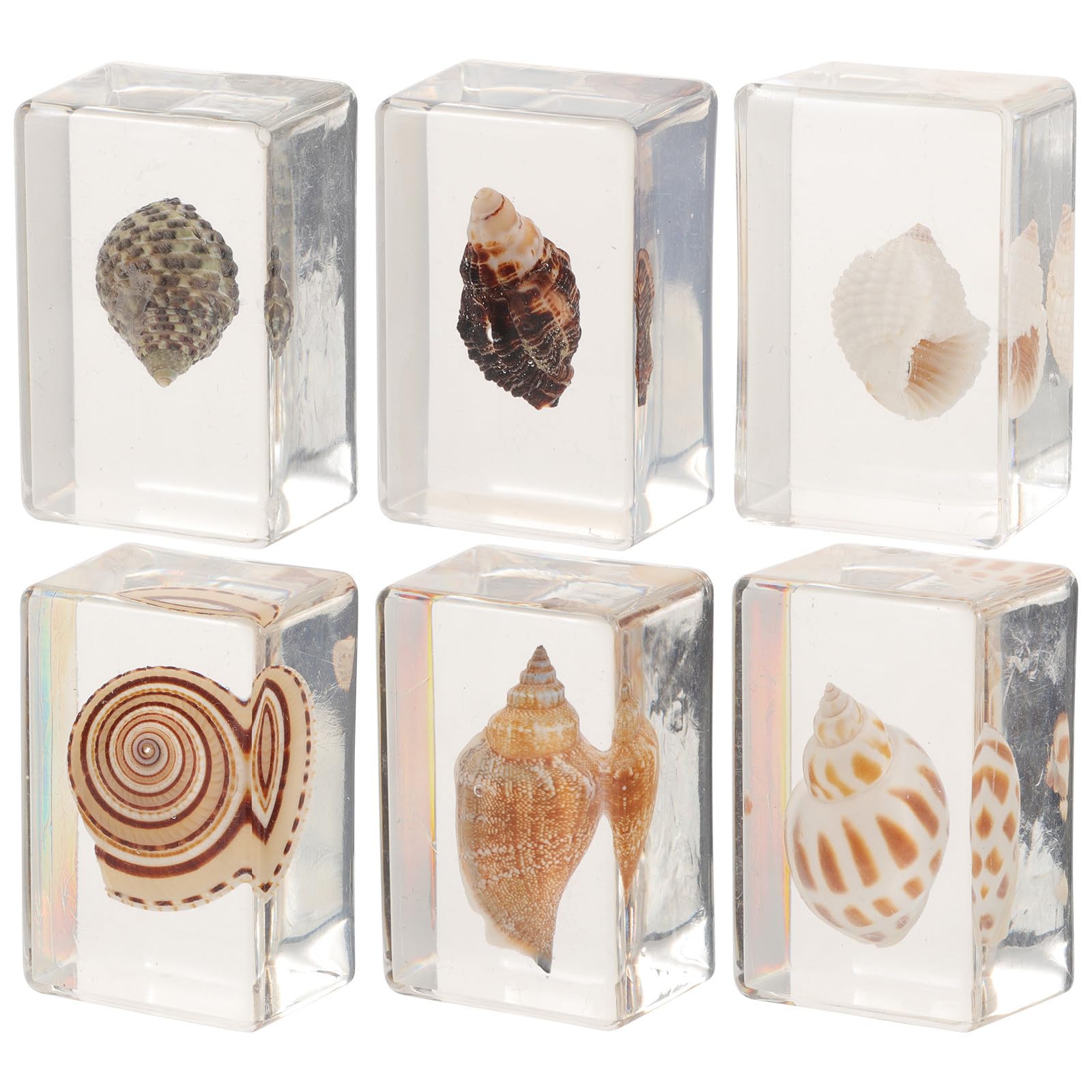 Spécimens de coquillages en résine de haute qualité pour vitrine d'exposition et décoration