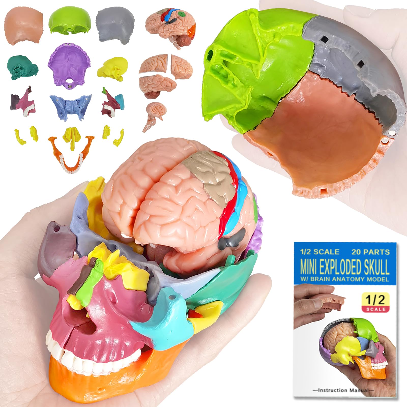 EVOTECH SCIENTIFIC Modello Cranio In Miniatura Umano, Piccolo Cranio Con Cervello, Puzzle Cranio, Testa Umana Con Cervello Per Imparare, Visualizzazione Educativa