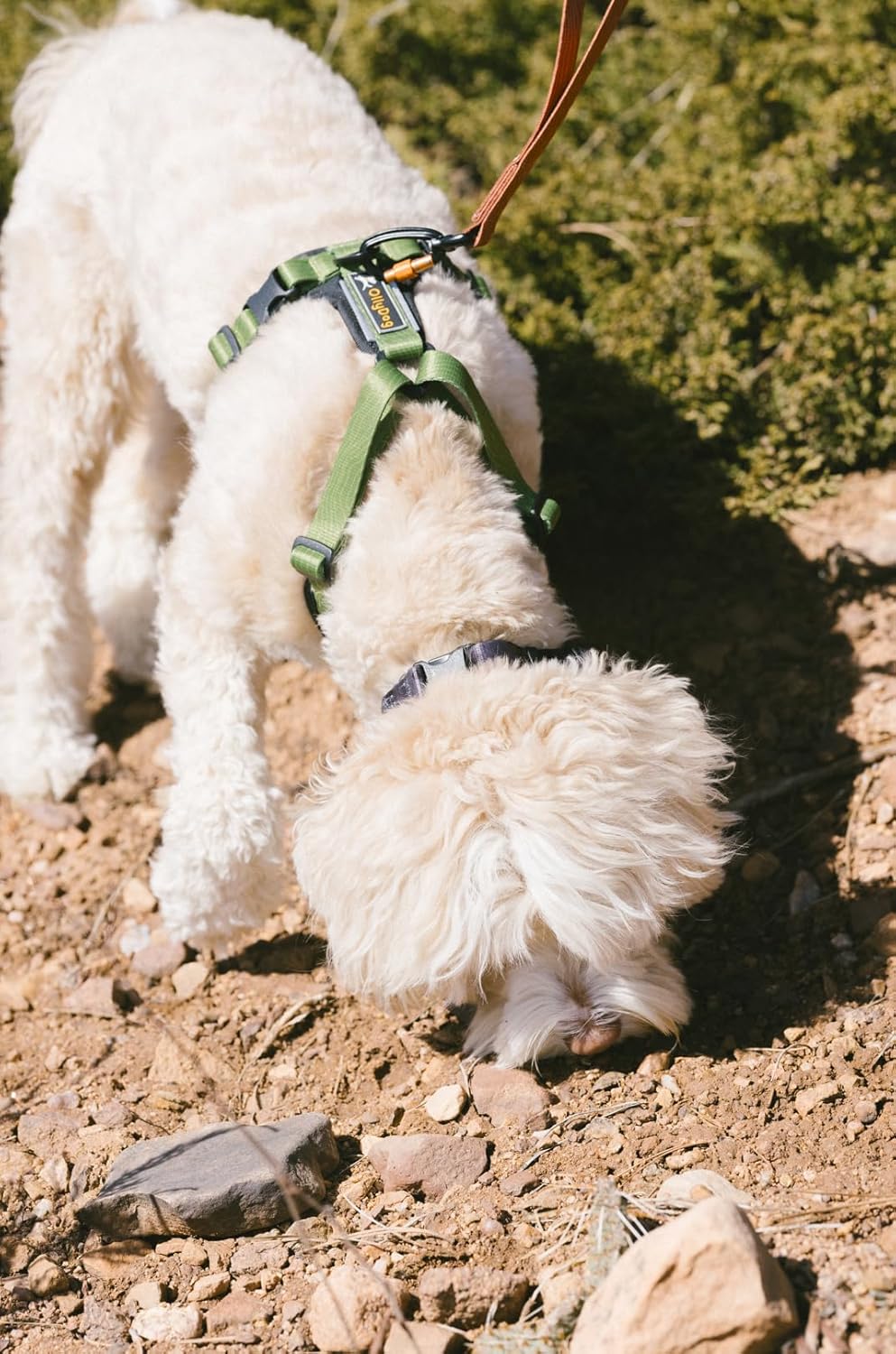 OllyDog Alpine Reflective Comfort Harness, No Pull Dog Harness with Reflective Trims, Soft Sublimation Printed Polyester Webbing, Ideal for Everyday Use and Adventures (Small, Cactus Woodgrain)