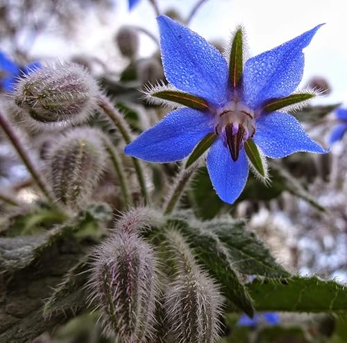 Miniatura 4 de Semillas de flores de hierbas "Borage" para plantar, más de 125 semillas por paquete, semillas de jardín de Isla (semillas de jardín de Isla),
